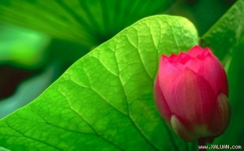 Giải thoát hay đeo mang